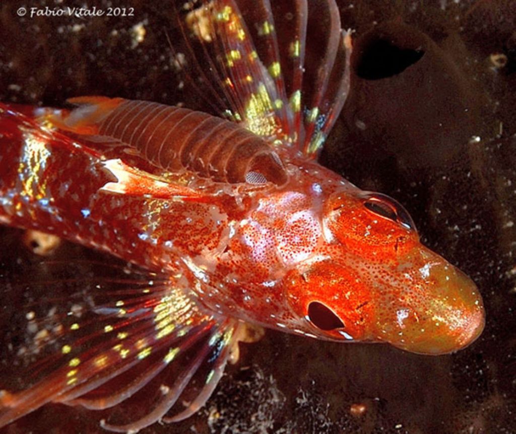 Tripterygion delaisi e isopode parassita Anilocra cf. frontalis